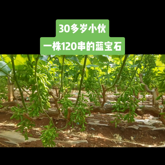 想要在葡萄种植路上发财，还是要靠自己！#葡萄种植