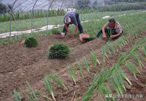 大葱种植管理(种植大葱学会这几招，缓苗快、葱白粗长、产量高)