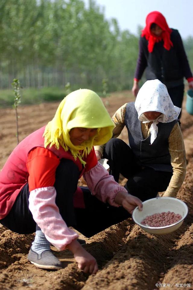 种花生一亩地能赚1000元，很多人为什么不愿意挣呢？