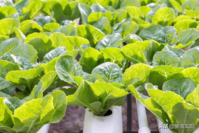 有机蔬菜种植标准有哪些？这篇文章就告诉你