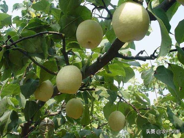 雪梨种植重管理，要想收益丰厚，这六点可要做好了