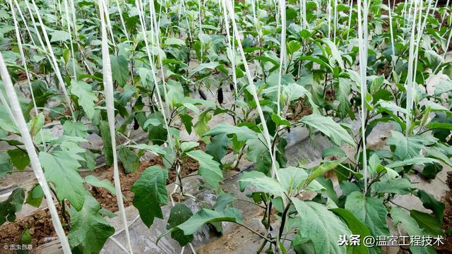 新农人刚做温室大棚种植怎么能不了解二十四节气蔬菜定植安排呢