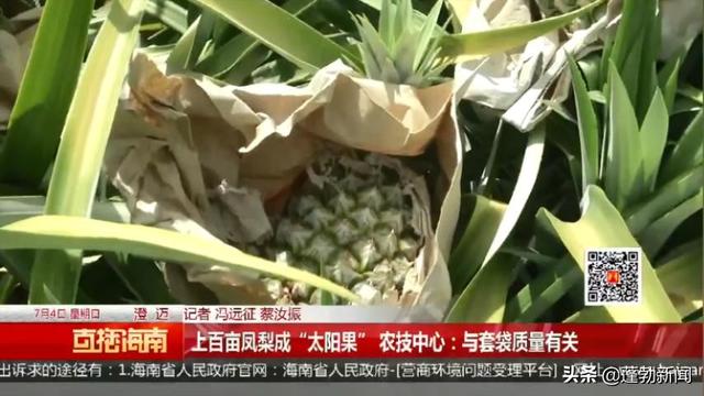 上百亩凤梨成“太阳果”农技中心：与套袋质量有关