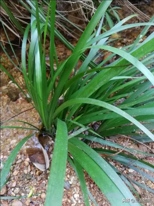 这种石韭菜你见过吗？其实它是野生的中草药，千万不要搞错了