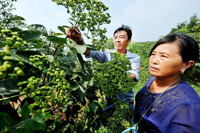 吴茱萸的人工栽培：避免四大低产问题，促进年年稳产丰产