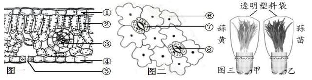 中考试题汇编，七年级生物上册《生物圈中的绿色植物》质量检测