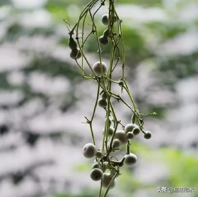 葫芦既可以观赏，又可以做文玩，如何在阳台种植？