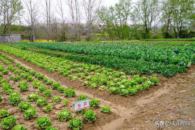 适合春季种植的蔬菜有哪些