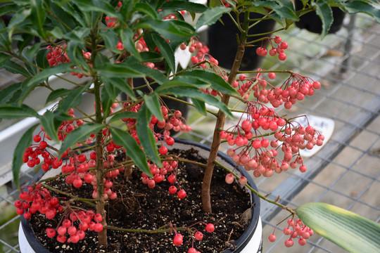 一种很吉利的果实，花市俗称“黄金万两”，既是盆栽，也是药