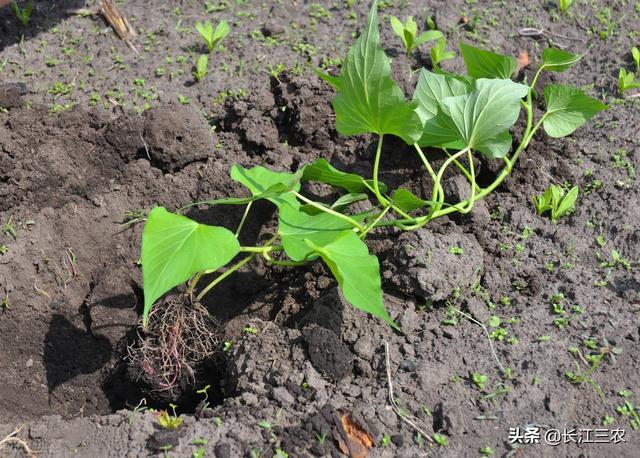 红薯什么时间栽培，农民说最迟不过“芒种”节气