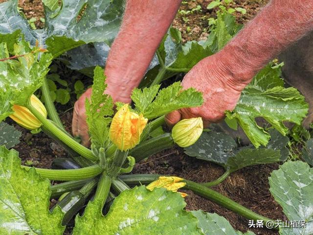 西葫芦什么时候种植最好