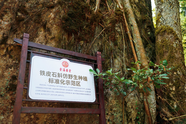 走进云南耿马：“百年老字号”高标准建石斛基地，让乡村开出致富花