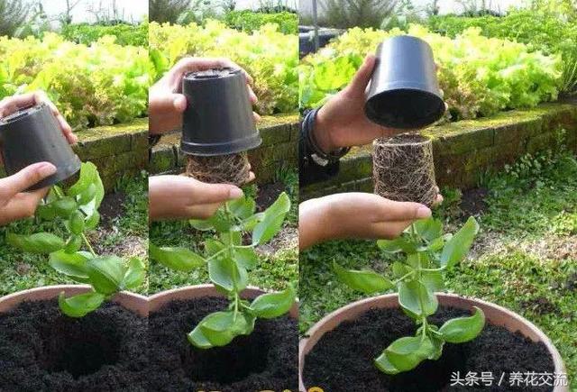 养护盆栽植物的9个主要的技巧，新手就不要错过了