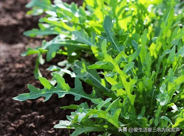 亩产4000斤，10元1公斤不愁卖，种植什么蔬菜利润这么高？