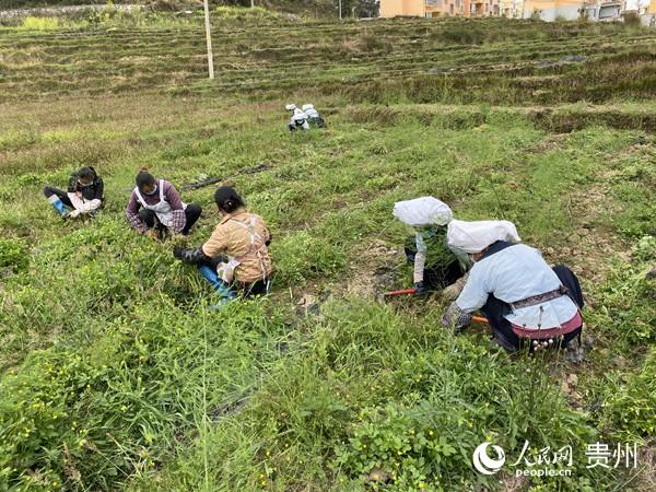 贞丰县挽澜镇：抢时节种芦笋 战疫情保增收