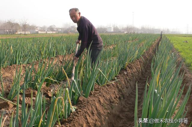 秋季种植大葱，如何栽种管理才能让大葱长势更好、产量更高？