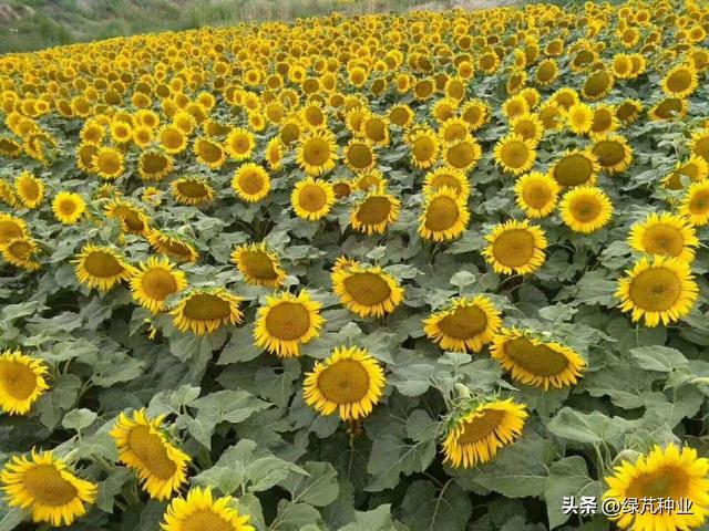 油葵种植行距和株距是多少？油葵的种植管理方法