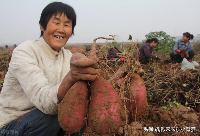 实现红薯高产多收并不难，种植管理技巧一定要掌握好