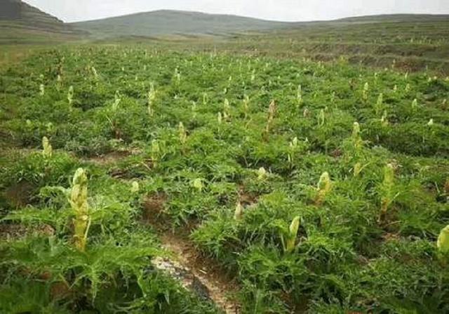 大黄的人工栽培：掌握无公害种植模式，一次种植多年收获