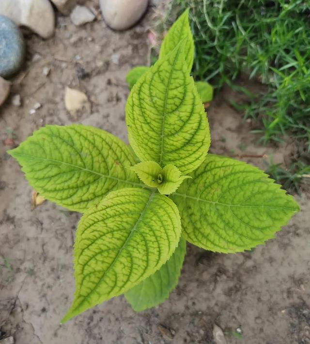 我的花草日记——看图写画，记录今天院子里默默绽放的花花草草