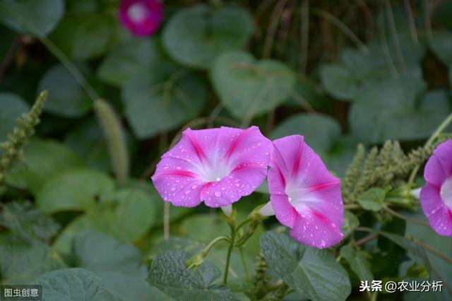 牵牛花的种植方法，以及对于它的特点有哪些？来了解一下