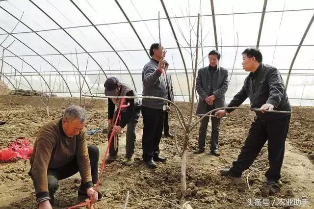 温室大樱桃栽培技术（完全版）