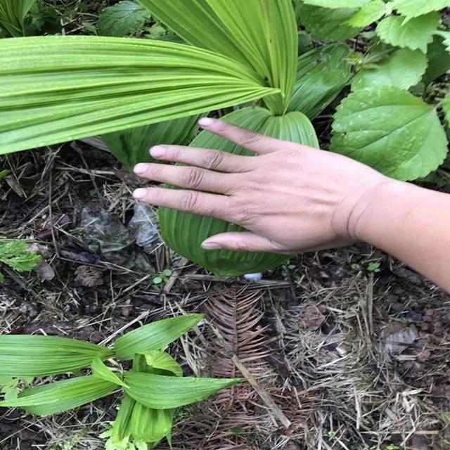 怎样利用白芨的根进行分株栽培繁育栽培驯化