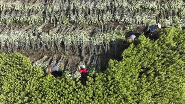 #（经济）湖南常宁：特色艾草产业助增收