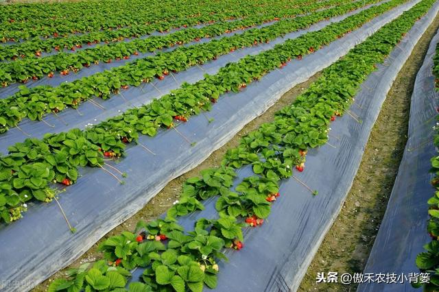 秋季草莓栽种正当时，掌握好移栽定植技巧，缓苗快、成活率高