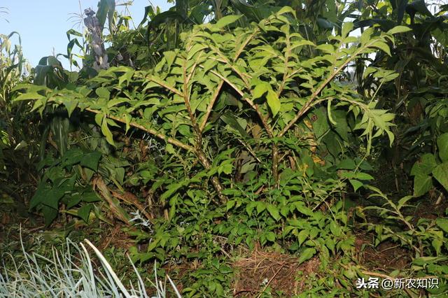 关于魔芋的种植技术，需要关注的几点，保证你高产