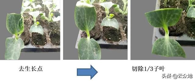 甜瓜嫁接方法有哪些？技术关键是选好砧木，采用插接或贴接法