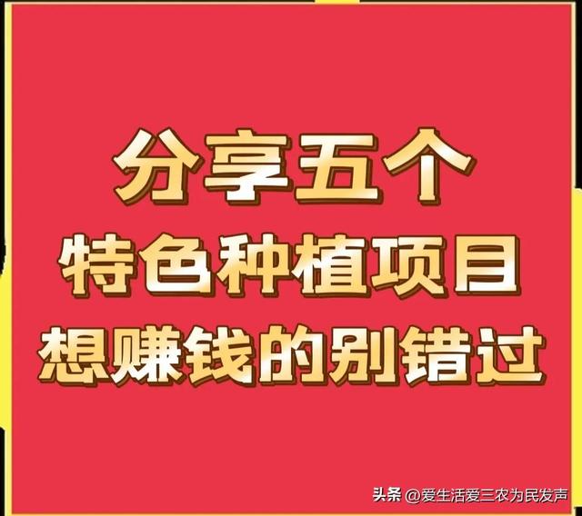 分享五个特色种植项目，想赚钱的过来看，值得参考！（1）