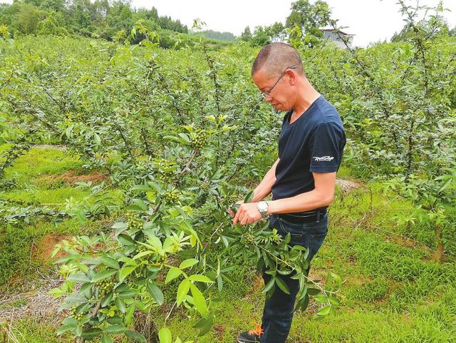 四川花椒种植面积、产量已是全国第一 欲成“第一省”还缺什么？