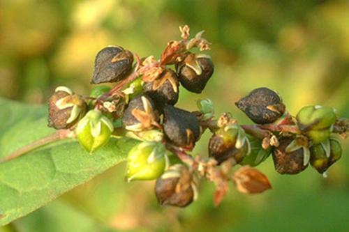 苦荞高产栽培技术，掌握科学管理方式，帮助种植户提高经济效益