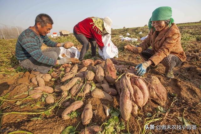 实现红薯高产多收并不难，种植管理技巧一定要掌握好