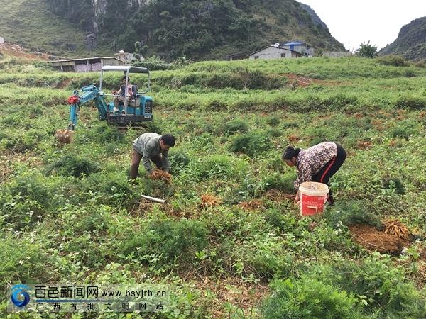 广西靖西：小小天冬价值高，试种成功喜丰收，农民致富在望