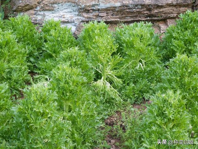 蔬菜种类那么多，有没有不生虫子的，推荐10种，种植简单不妨一试