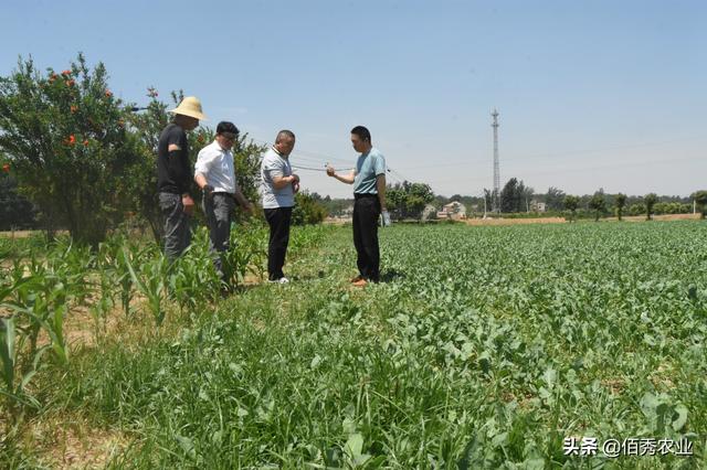 疫情之下，板蓝根大涨，2020年种植面积激增，种植户不要高兴太早