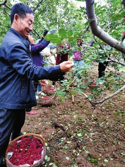 天水岳家村热心人岳应忠 60岁学花椒种植带领村民致富