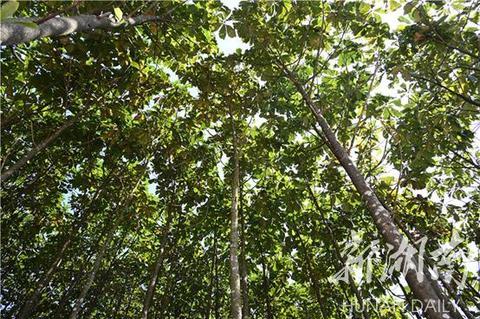 隐藏在大山里的宝藏，探访东江源村厚朴种植基地