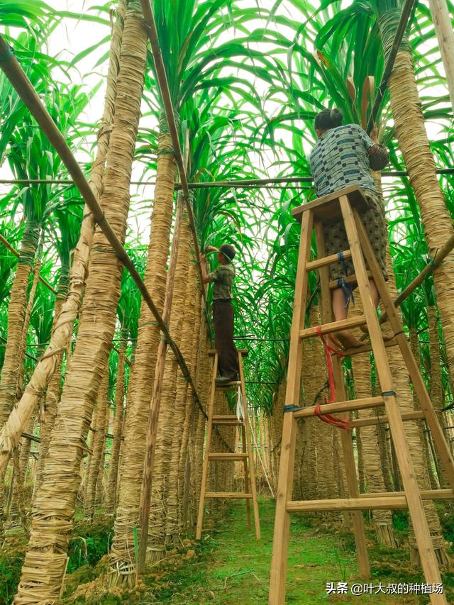 甘蔗在什么季节成熟，什么时候吃甘蔗最甜呢，有哪些甘蔗产地