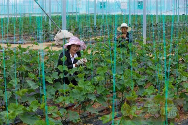 立体种植特色蔬菜富乡亲