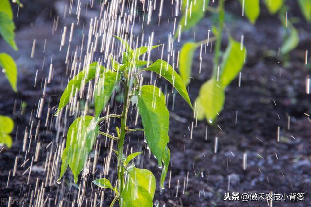 辣椒种植管理有诀窍，学会这7个管理方法能增产