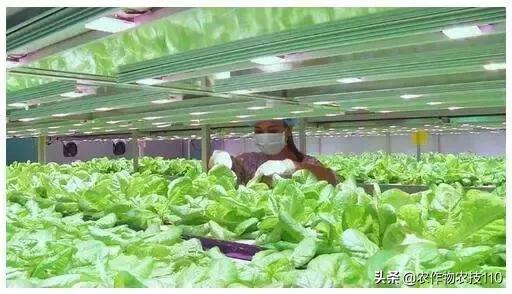 不到400平方米每天产出200公斤即食蔬菜，人工补光技术有多神奇？