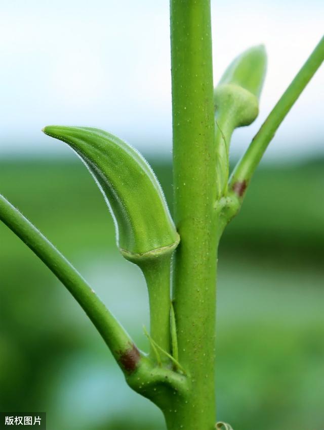 黄秋葵生长要求及大棚种植技术，学会后产量高又非常好吃