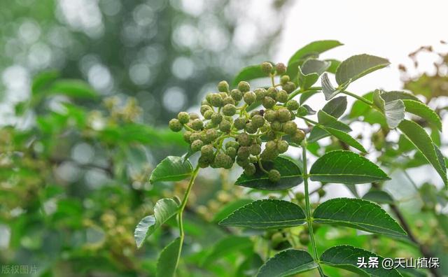 花椒树苗怎么种植