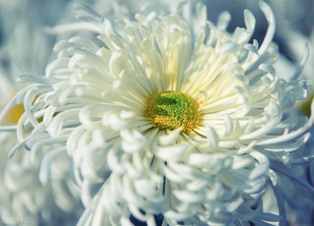 菊花栽培技术，全套打包教给你，让你轻松学会种植