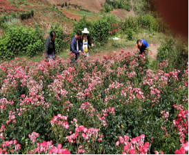 云南省农科院花卉专家陆琳研究员到砚山指导金边玫瑰的病害防治