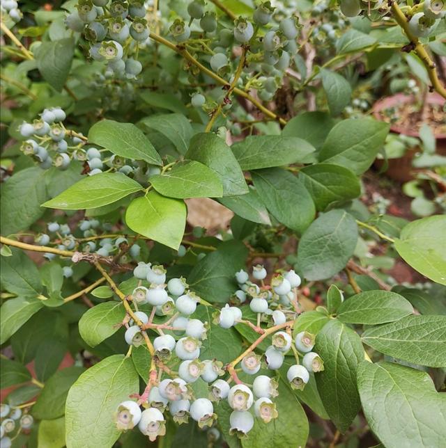 北方院子里，也能地栽蓝莓，做好这些细节，果实挂满枝头