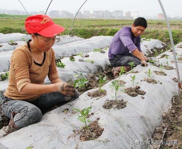 瓜果蔬菜移栽定植学会这6个管理技巧，早生根、缓苗快、成活率高